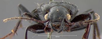 Media type: image;   Entomology 5633 Aspect: head frontal view